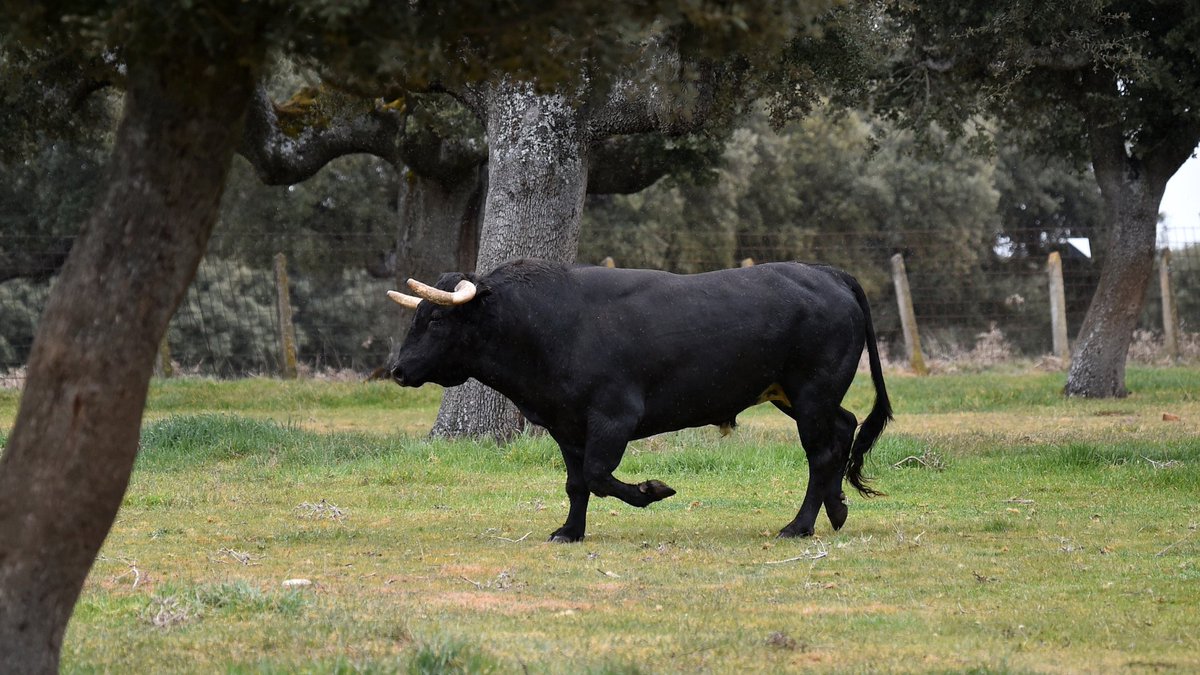 ¿Sabías que en la dehesa de El Pilar los toros viven en libertad durante años antes de llegar a la plaza?
Su crianza combina tradición, genética y respeto por el entorno.
¡ Conócenos en ganaderiaelpilar.com ! 
#GanaderíaElPilar #ToroBravo #Dehesa