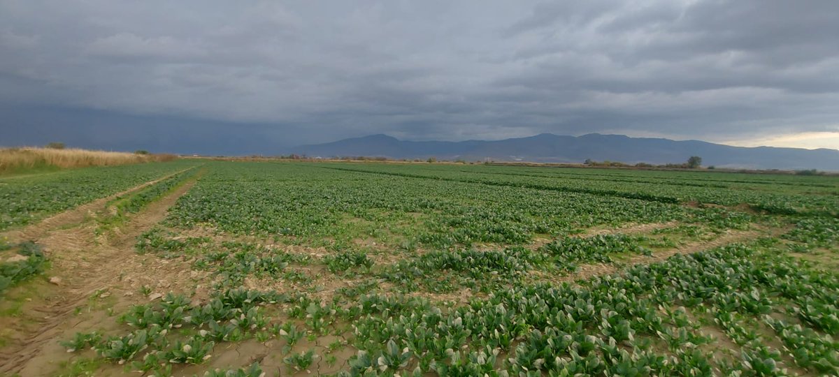 İlçemizde 2025 yılı ürün beyanı kontrolleri aralıksız sürüyor. Teknik personelimiz tarafından , üretim deseninin güncel durumu yerinde tespit ediliyor.
<a href="/MstafaSahin44/">Mustafa ŞAHİN</a> 
<a href="/fatihcicek33/">fatihcicek33</a> 
<a href="/TCTarim/">T.C. Tarım ve Orman Bakanlığı</a> 
<a href="/izmirtarim/">İzmir Tarım ve Orman İl Müdürlüğü</a>