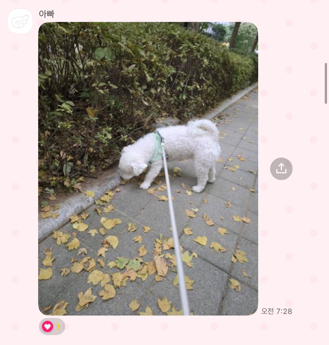 cherry_witth's tweet image. 영국에 있어서 천사강아디 못보니까 아빠가 맨날 
산책 사진 찍어서 보내줌 🙂‍↕️🙂‍↕️
(이젠 거의 임무수행 급으로 생각하고 보고하심)