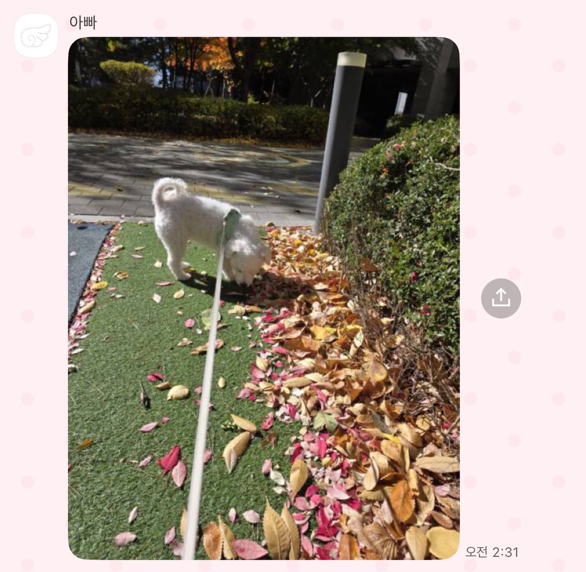cherry_witth's tweet image. 영국에 있어서 천사강아디 못보니까 아빠가 맨날 
산책 사진 찍어서 보내줌 🙂‍↕️🙂‍↕️
(이젠 거의 임무수행 급으로 생각하고 보고하심)