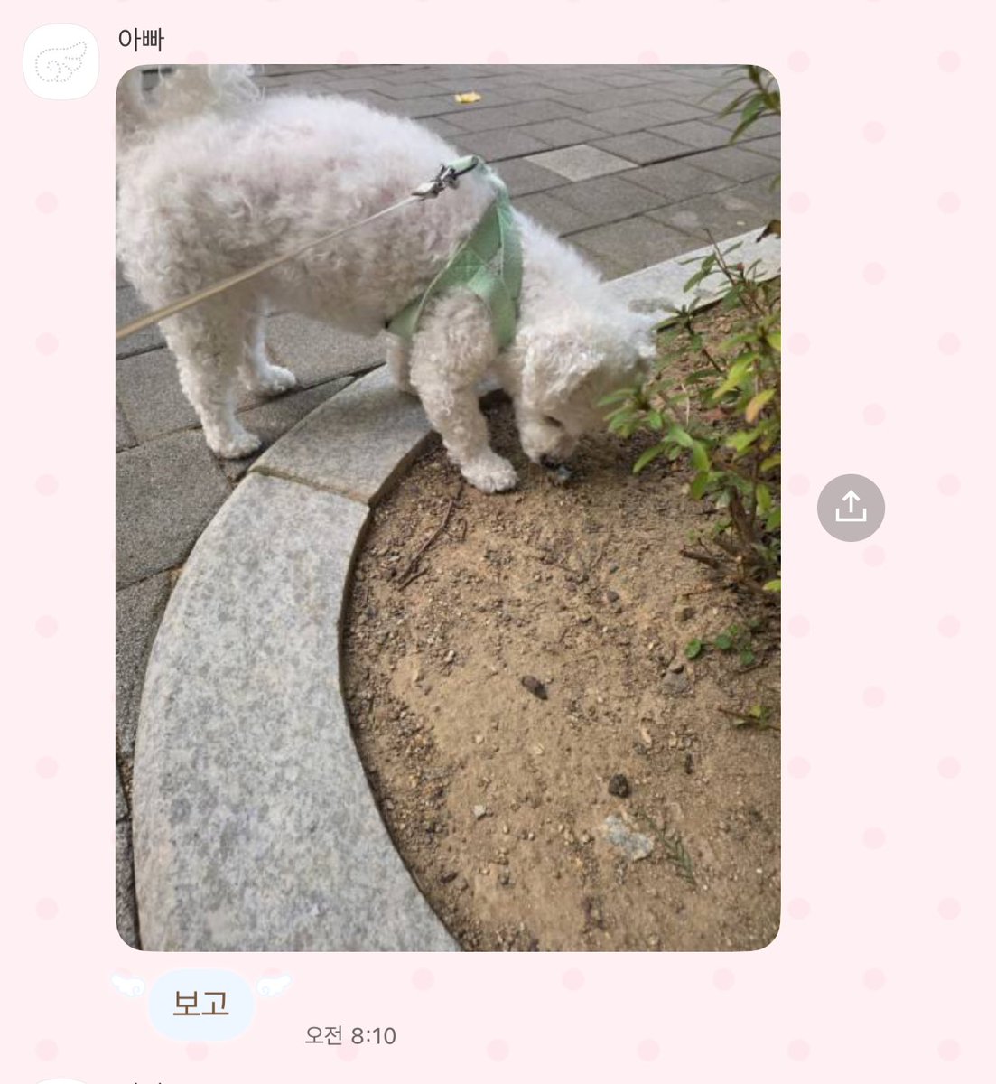 cherry_witth's tweet image. 영국에 있어서 천사강아디 못보니까 아빠가 맨날 
산책 사진 찍어서 보내줌 🙂‍↕️🙂‍↕️
(이젠 거의 임무수행 급으로 생각하고 보고하심)