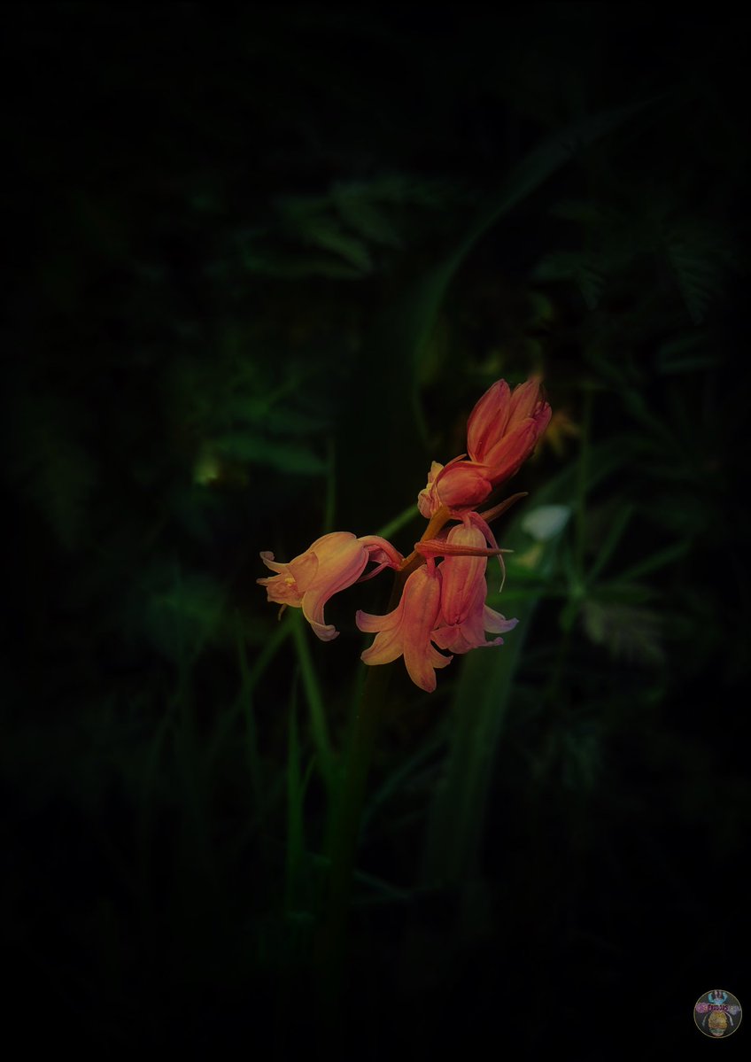 Freya tried her hand at editing “like I do” and I have to say I’ll be out of a job soon if she continues like this! 😂😂

“Blue Bells, New Bells”

This is the story of the lonely plant who wanted more friends…

20/20
3 $XTZ

#TezosTuesday