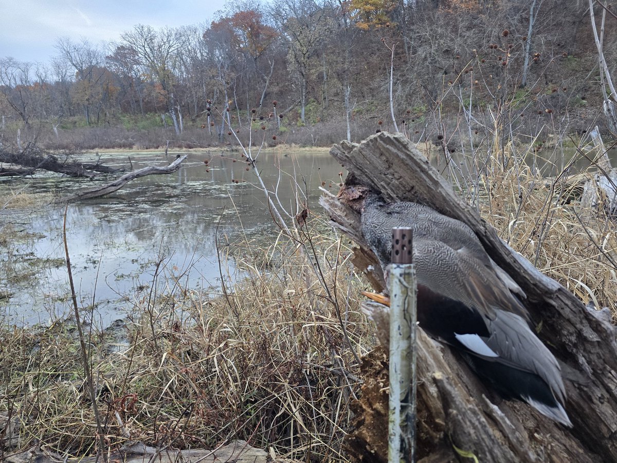 Out here slangin steel with <a href="/Hunter9David/">David Williams</a>!! Hunters everywhere and had to hit our backup spot😤