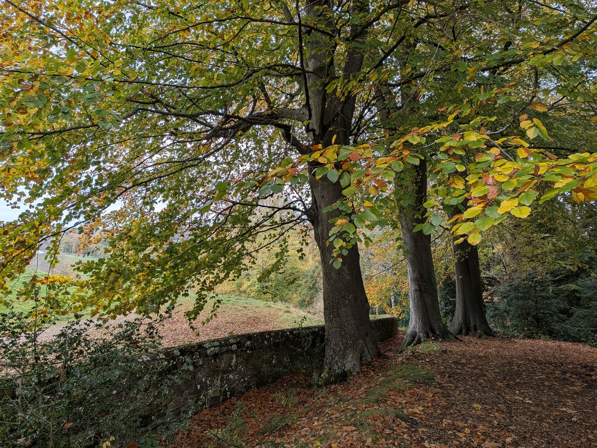 catecawley's tweet photo. St Martin's Day or #Martinmas 11th #November, historically called Old #Halloween, the feast day of St Martin of Tours. An important #festival in #medieval times, marking the end of harvest & the beginning of the "#winter revelling season" #FairyTaleTuesday https://t.co/aZIsSfuRi0