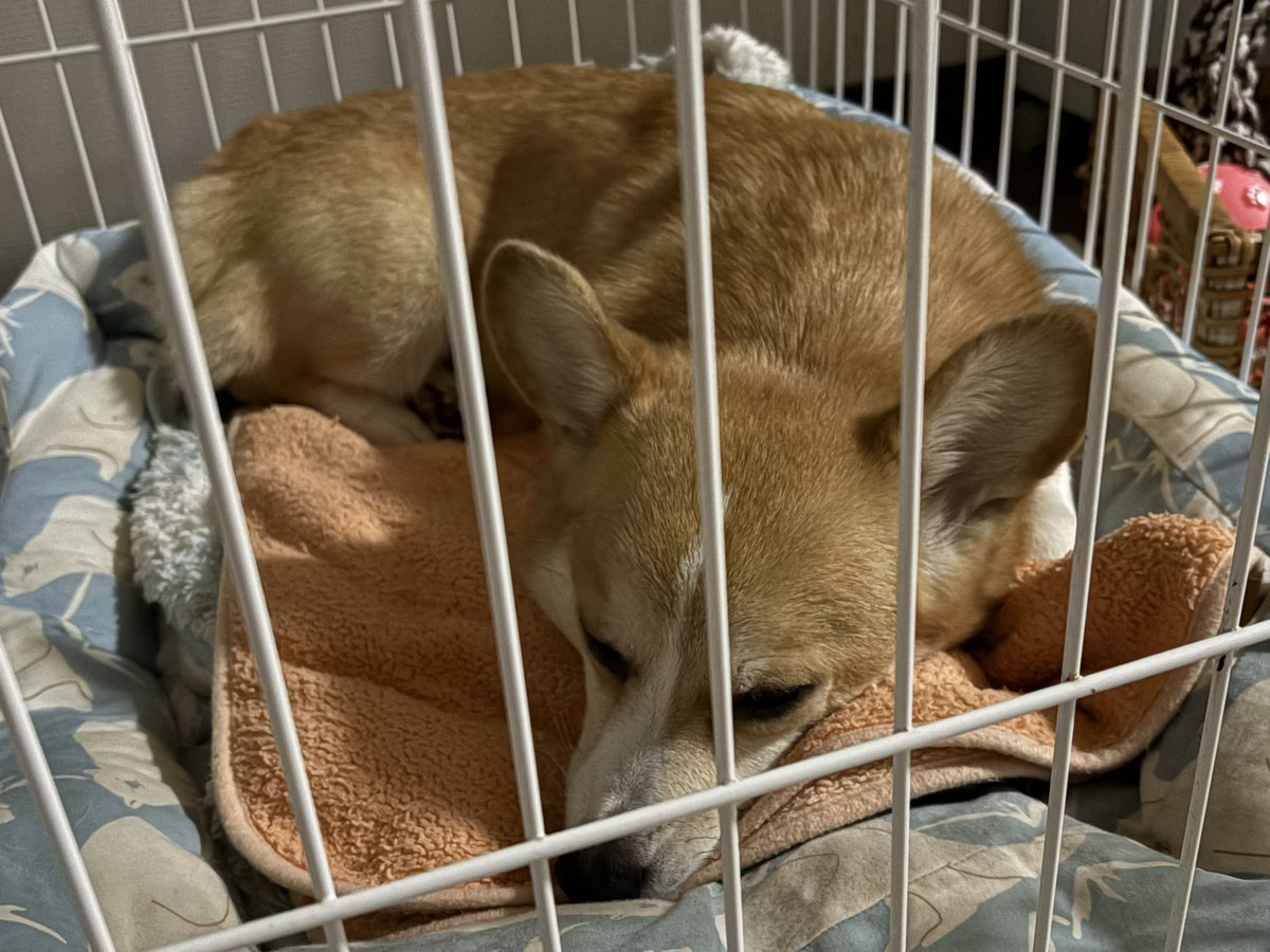 お迎え902日目

ぼく、ねましゅ🥱💤