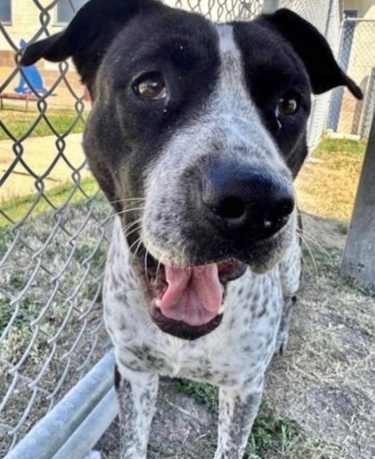LisaBrabson's tweet image. SADIE #A383601 3YO 
OUT OF TIME ⌛️ 11/7/25 💔 
PLZ SAVE HER
This speckled beauty is wondering why no one seems to care about her!
Hardly any pledges, which could b a Death sentence for this darling girl😭
So sweet,easy going 
PLZ #ADOPT #FOSTER OR #PLEDGE FOR RESCUE #TX