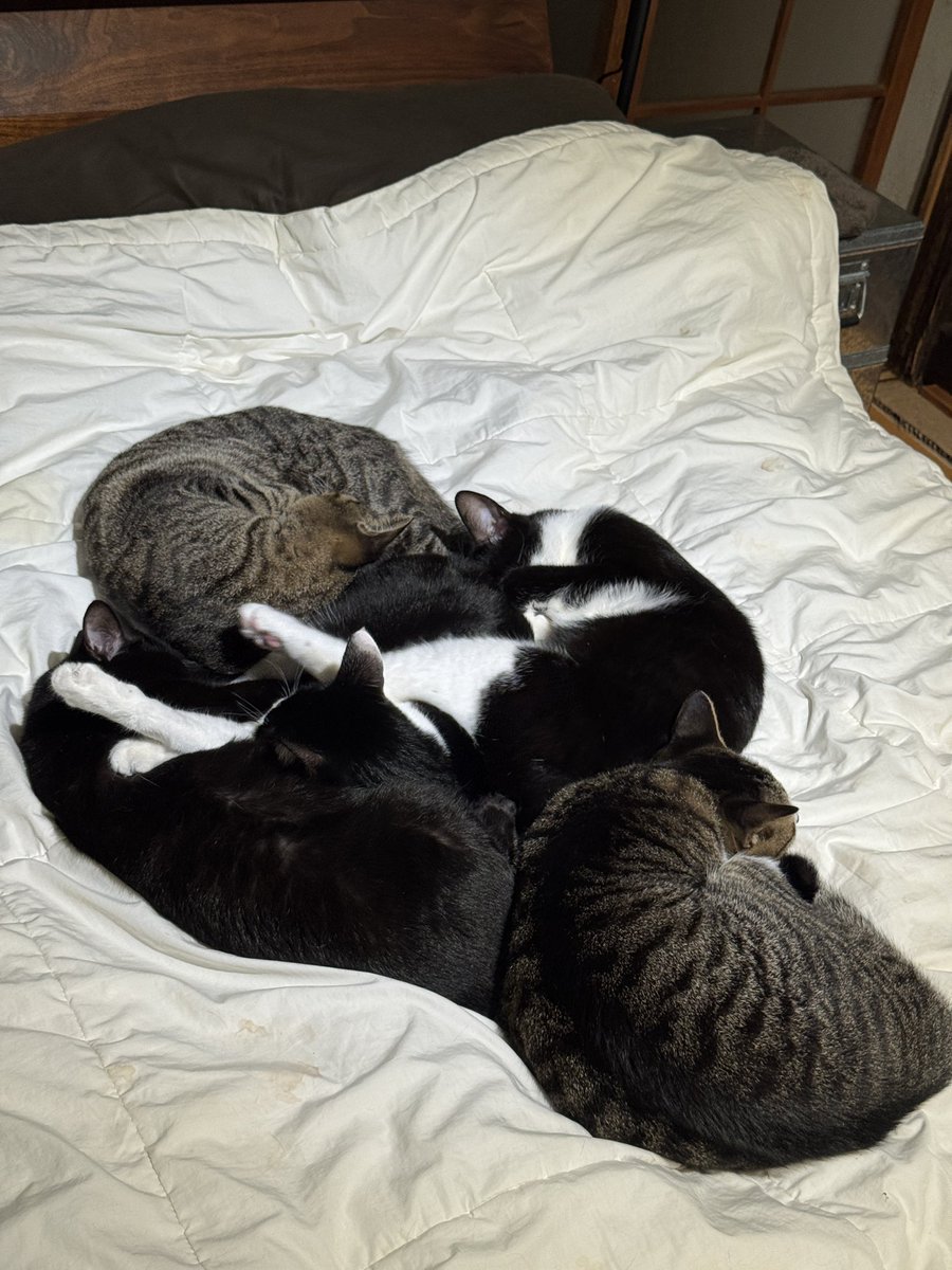 さて今日はどうやって寝ようかな