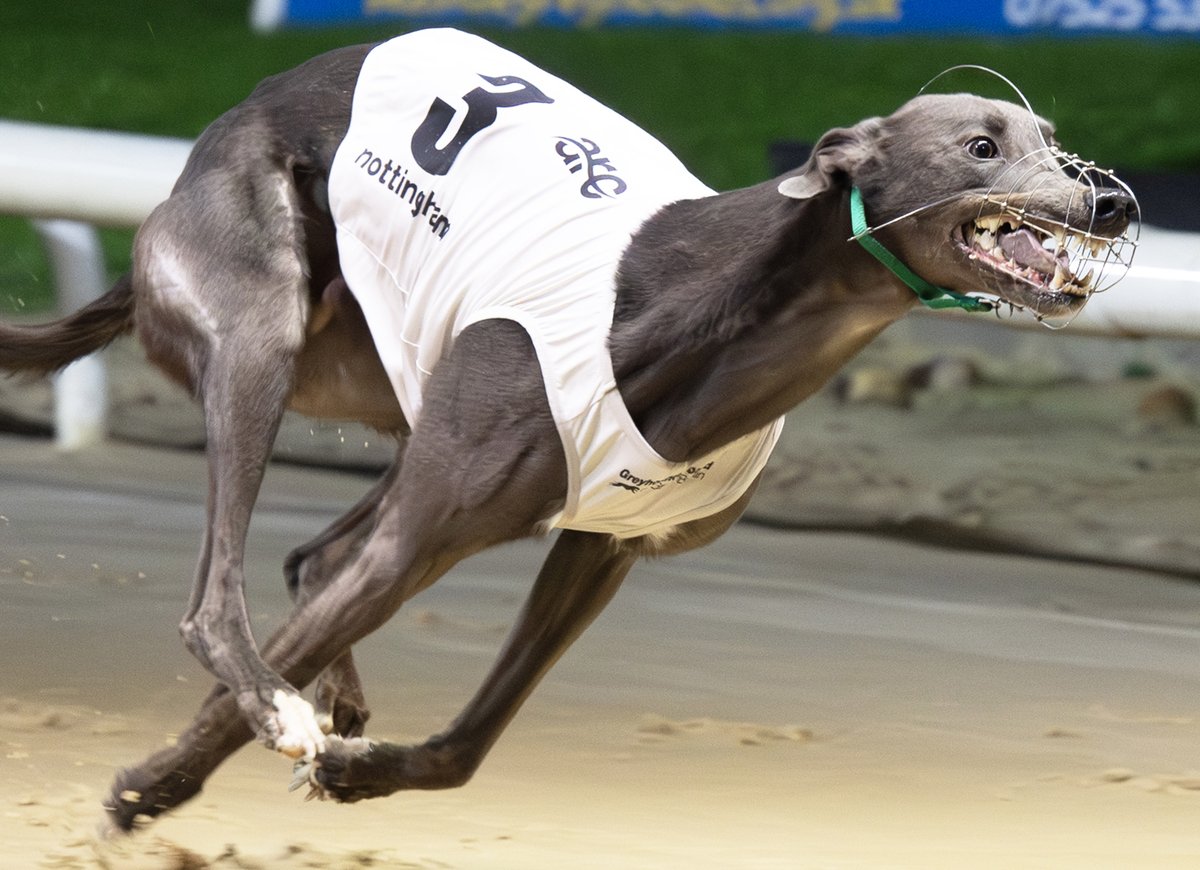 Top of his game: Zenith Tanju (2025 Derby finalist when known as Sole Mio) completing a double for Jimmy Fenwick in <a href="/PremGreyRacing/">Premier Greyhound Racing</a> Eclipse heats <a href="/nottingham_dogs/">Nottingham Dogs</a> Semis next Monday