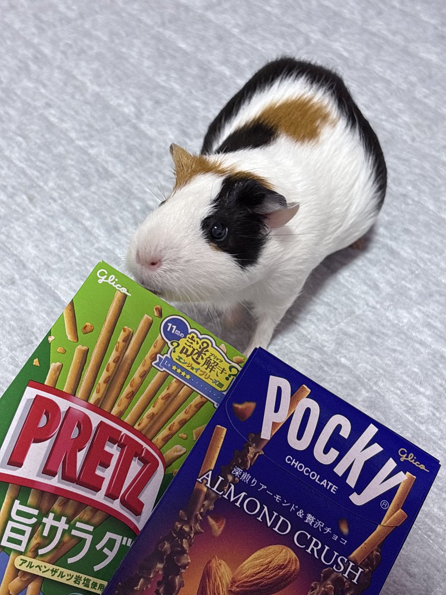 オコチヤンカイヌシ on X