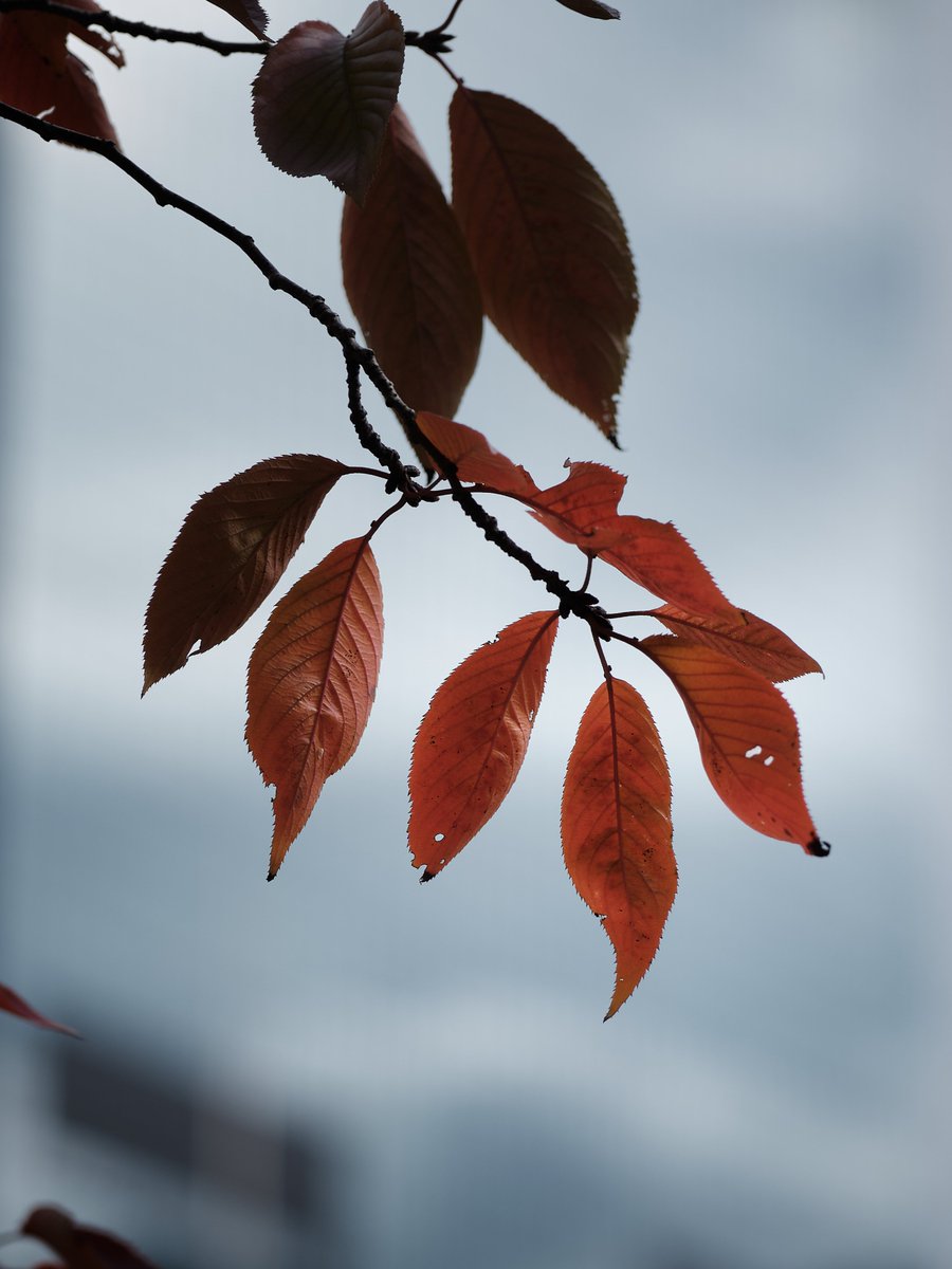 TakuyaAkahoshi's tweet photo. Fading colors. 🍂
The last leaves linger
before winter takes their place.
Tokyo / Mid-November
#autumnleaves #fallinJapan #quietmoments https://t.co/bfI4chXz5n