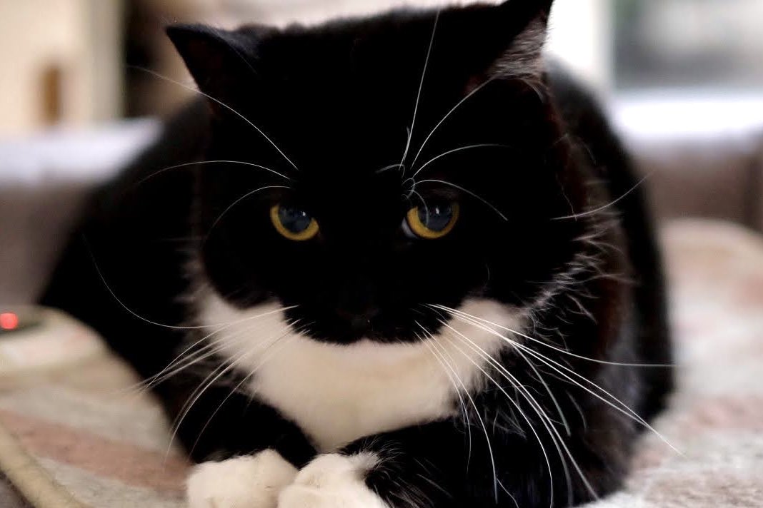 I'm Uni :3 tweet media