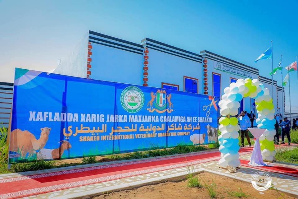 puntlandstatetv's tweet photo. #Sawiro :- Magaalada Boosaaso waxa maanta xariga laga jaray maxjarka xoolaha ah ee shaakir International Veterinary Quarantine Company. https://t.co/X6YQKypPNM