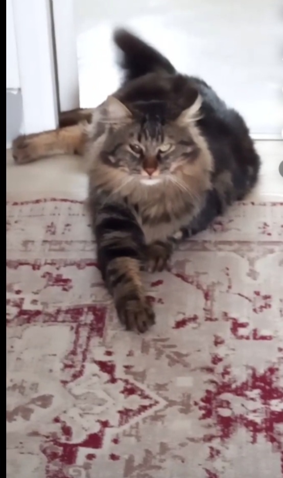 🟠 🐱 Chat perdu le 09/11/2025 à Muret (31600).
Race : Européen / Âge : 2 an(s)
Monchat / Mâle / Identifié(e) : Oui

☎️ 0603578751
📧  basnsoulayman33@gmail.com

#VigiPets #chatperdu #chattrouve #chat #perdu #trouve