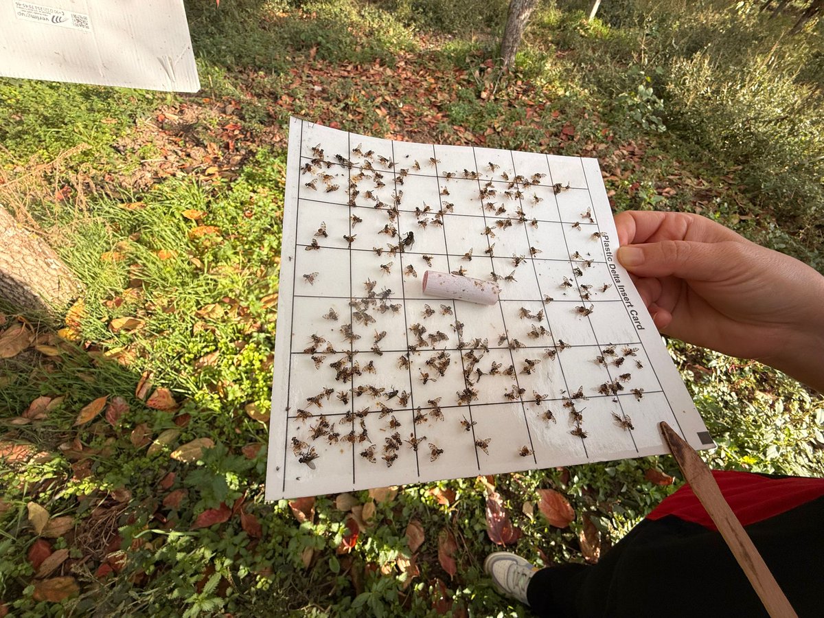 İlçemizde turunçgil bahçelerinde zarara yol açan Akdeniz meyve sineği (Ceratitis capitata)'ne karşı saha kontrollerimiz ve feromon tuzak takibimiz aralıksız devam etmektedir.
 🌿 Doğru mücadele, sağlıklı üretim demektir.
<a href="/MstafaSahin44/">Mustafa ŞAHİN</a>
<a href="/fatihcicek33/">fatihcicek33</a>
<a href="/TCTarim/">T.C. Tarım ve Orman Bakanlığı</a>
<a href="/izmirtarim/">İzmir Tarım ve Orman İl Müdürlüğü</a>