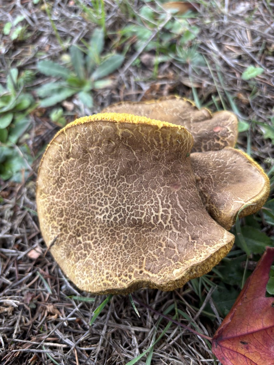 Lots of Field Blewits and cracking numbers of Red Cracking Boletes #kingstoncemetery