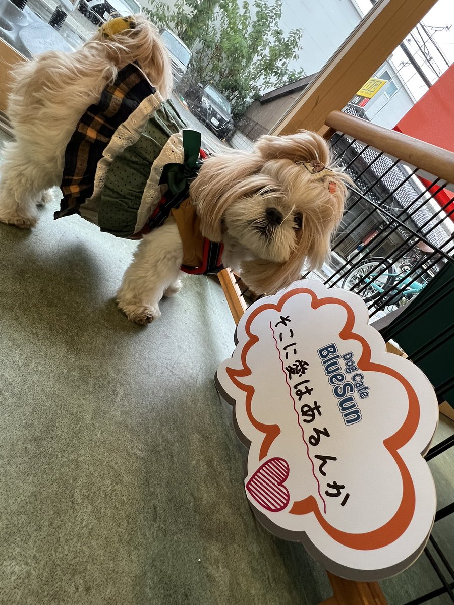 オーダー受付パネル♡タータンわんこ オーダー受付パネル♡タータンわんこ ☆な〜ちん☆ on X