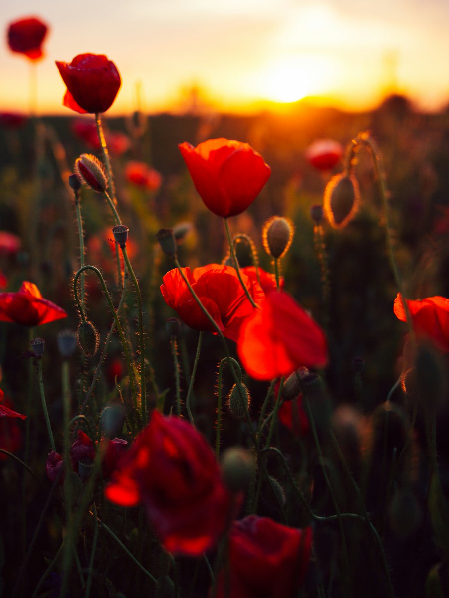 On this Remembrance Day, we pause to honour the courage, bravery, and sacrifice of those who have served, and continue to serve, for our country. We are grateful for those heroes who stood, and continue to stand, for peace and freedom. On behalf of all of us at Forests Canada,