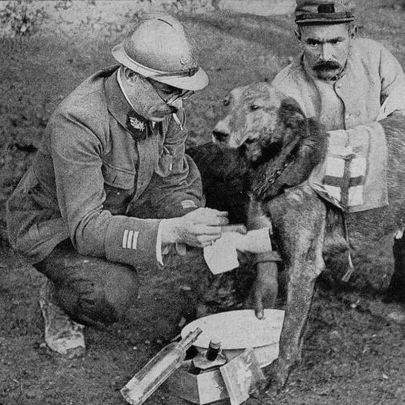 Aux soldat morts pour la France mais aussi à ses millions d’animaux tués à leurs côtés. 

Ne jamais oublier 🙏🕊️