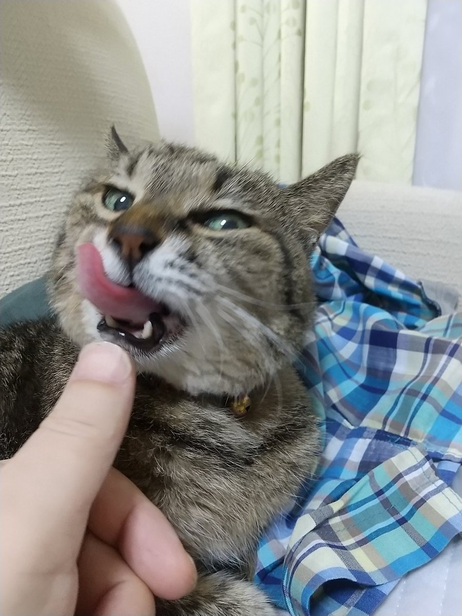 自らアゴをゴリゴリして舌を出す動きを繰り返す みーこさんです
#ねこのいる幸せ 
#ねこのいる暮らし