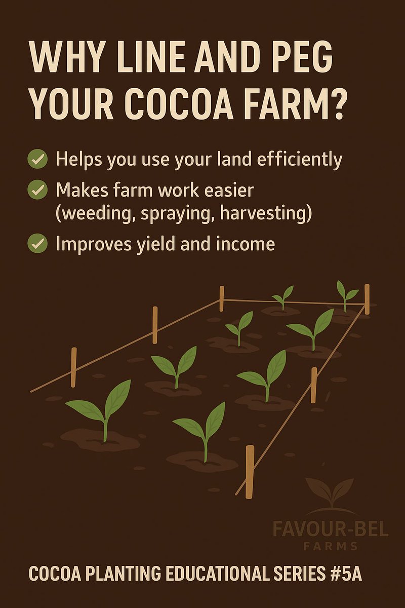 favourbelfarms's tweet image. 📏 COCOA PLANTING EDUCATIONAL SERIES #5A 🌱
Lining and pegging might look like small steps, but they make a big difference! 💪
💬 Farmers, how do you mark your cocoa spacing — rope, measuring tape, or by sight? Share your method in the comments 👇
#FavourBelFarms #CocoaFarming