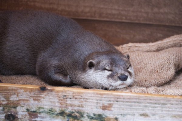 豚カワウソ！ mensore on X