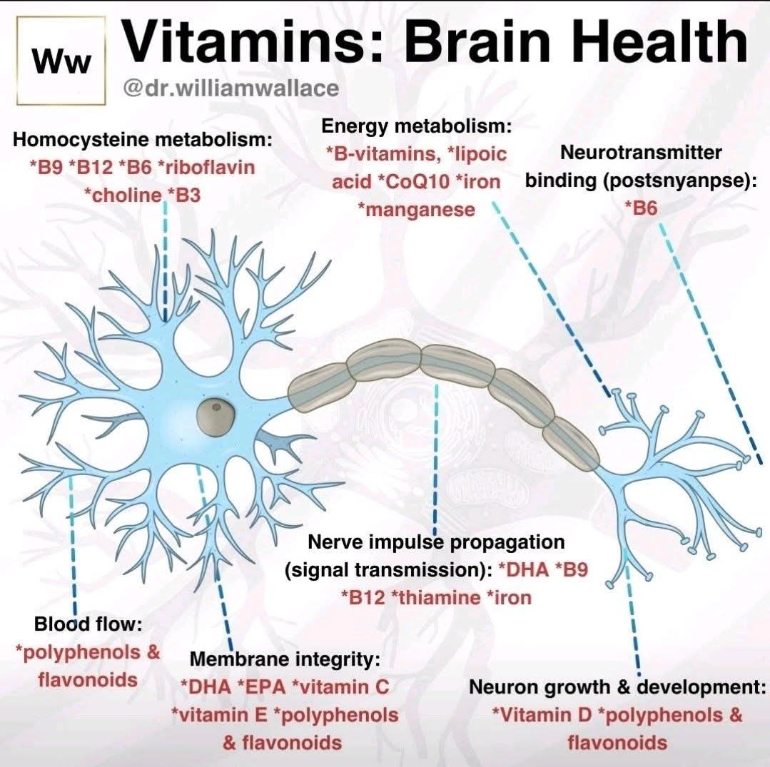 Vitamins and brain health how micronutrients power the nervous system

Your brain is the most energy-hungry organ in the body. Every thought, movement, and emotion depends on a continuous supply of nutrients that maintain energy production, neuronal structure, and