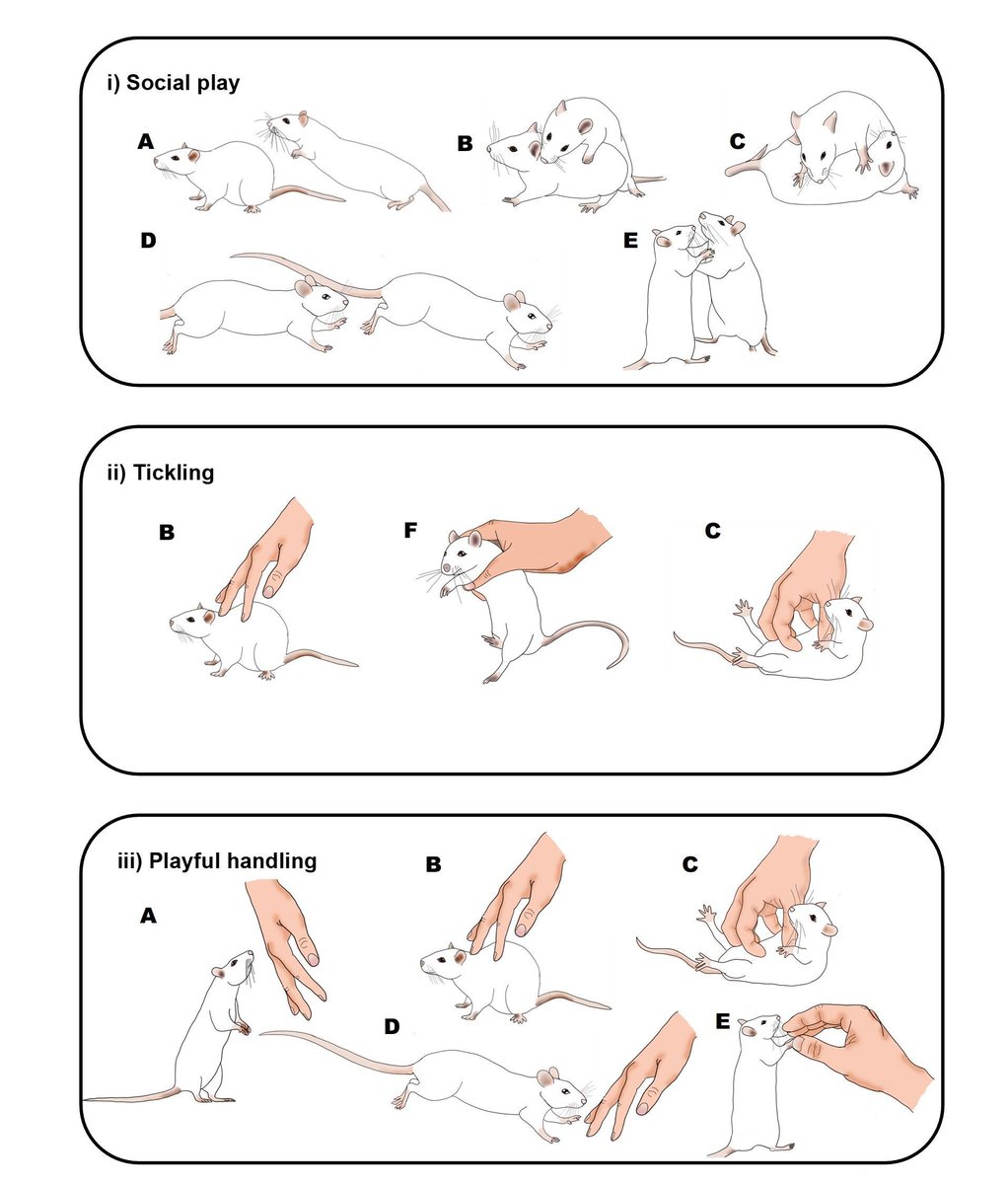 SRUC's tweet image. New SRUC research reveals male and female rats respond differently to tickling!
The  study found both sexes enjoy tickling — but males prefer rougher play, while females respond better when pinning is minimised.

Read more 👉 buff.ly/txRRzdk