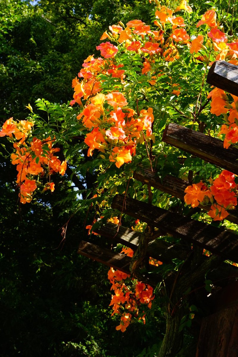 まこと (@yamakoto01) / Posts / X