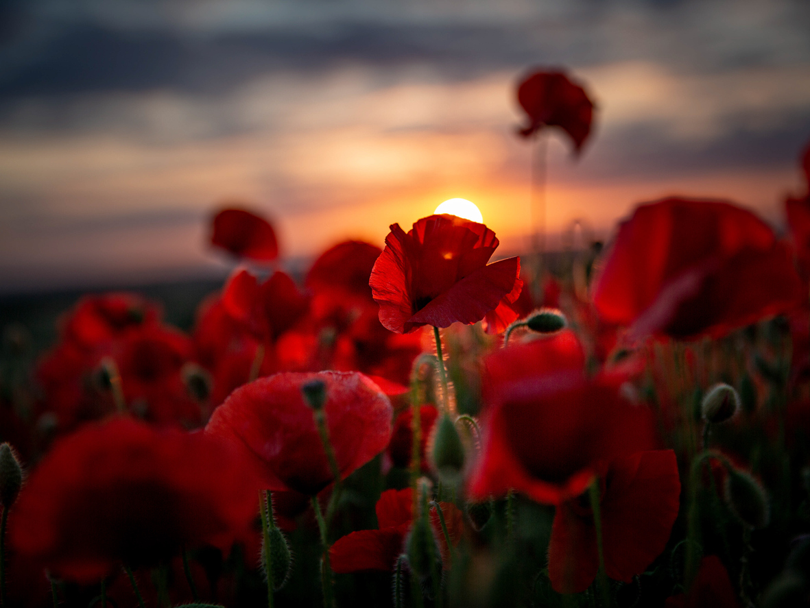 Remembrance Day 

This poem is written by Spencer Mackenzie,  Age 11 (with research from a classmate)

On the battlefields where poppies grow
You can hear dogs barking at the foe.
Dozens of soldiers fighting in the fields
Never knowing when it’s their last meal.

Mother and child