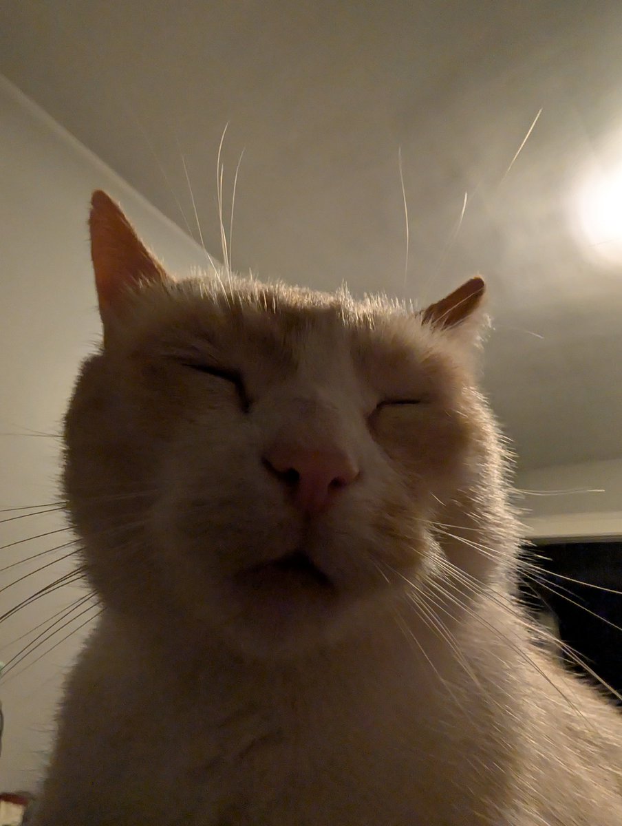 JaspernDumpling's tweet image. He&apos;s like a wise old monk