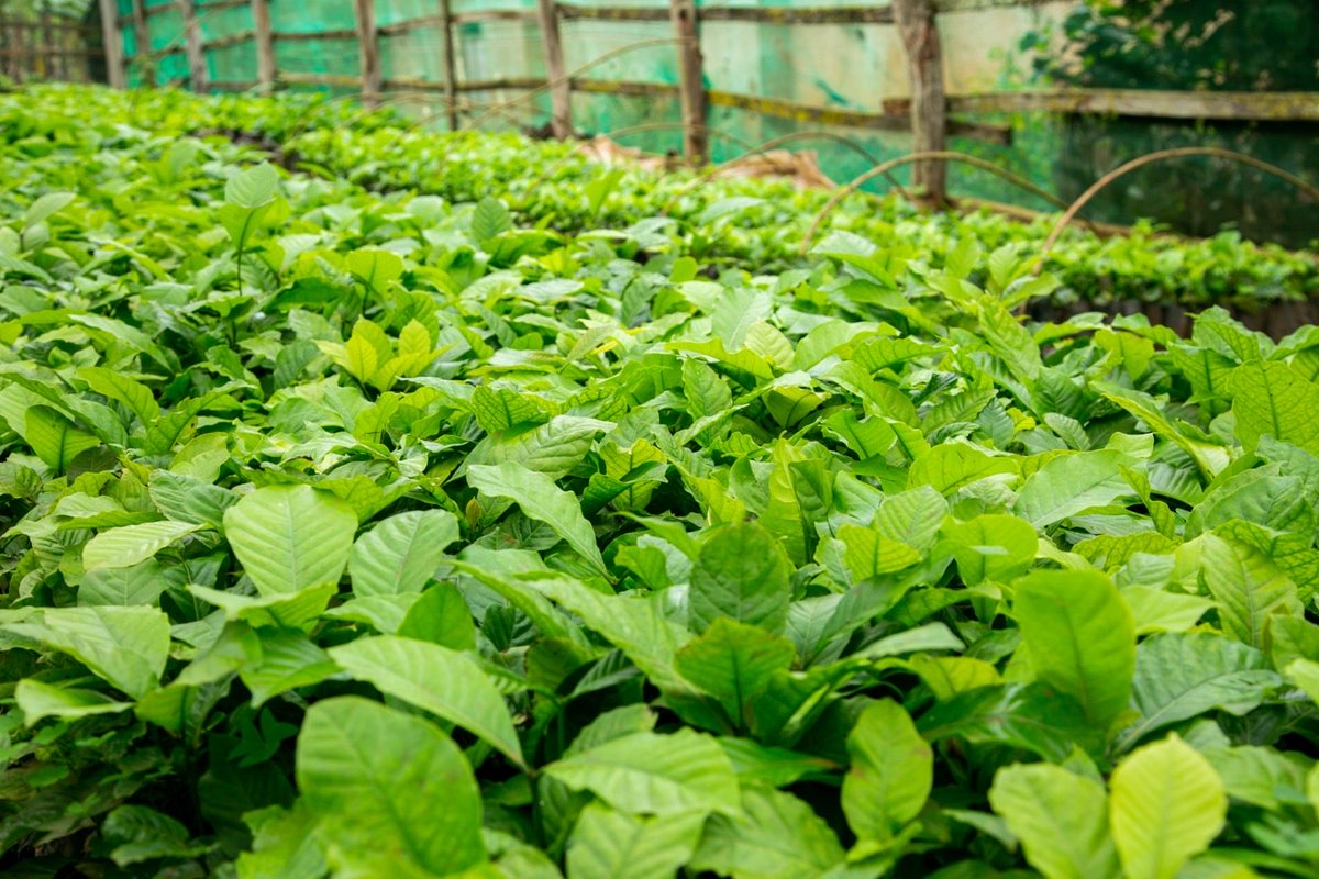 Kibinge Coffee Farmers' Co-operative Society tweet media