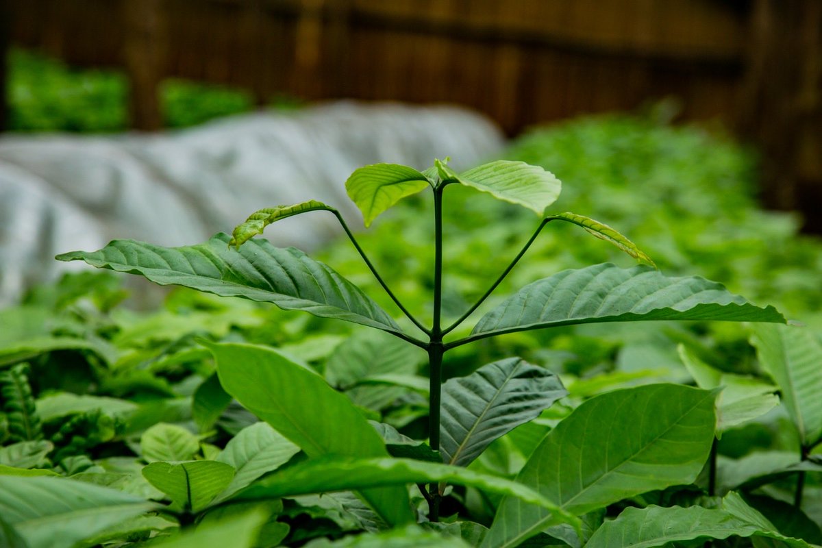 Kibinge Coffee Farmers' Co-operative Society tweet media