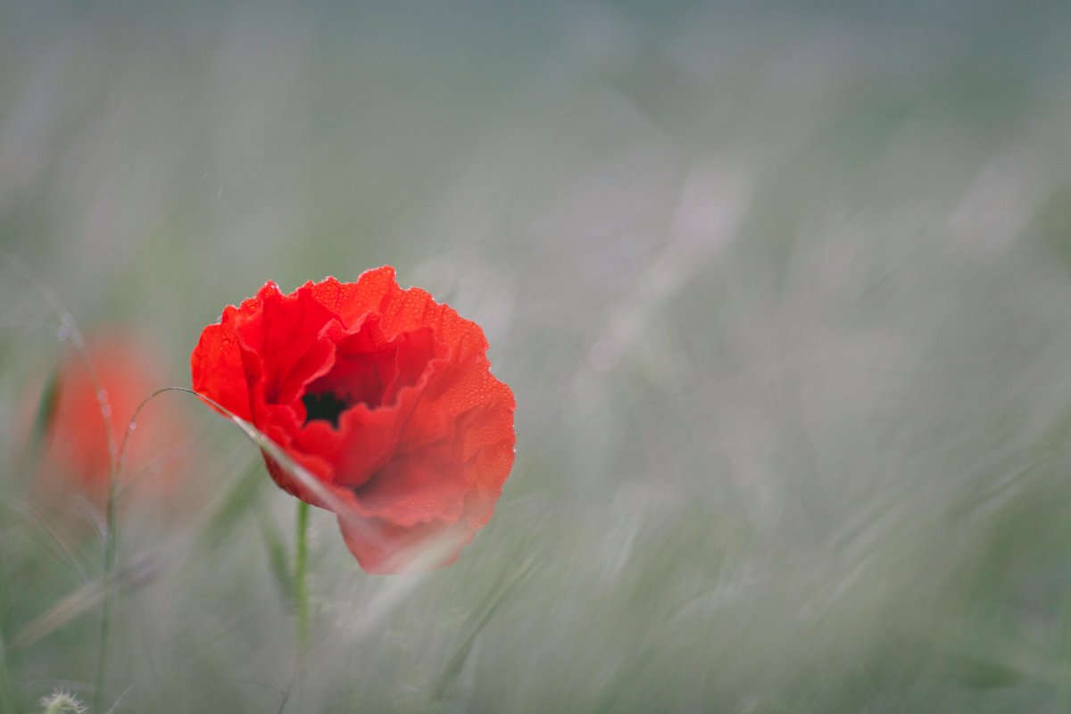 Today, we join Canadians across the country in remembering those who have served and sacrificed for our nation. May we continue to honour their legacy through gratitude, remembrance, and service to our communities.

#RemembranceDay #LestWeForget