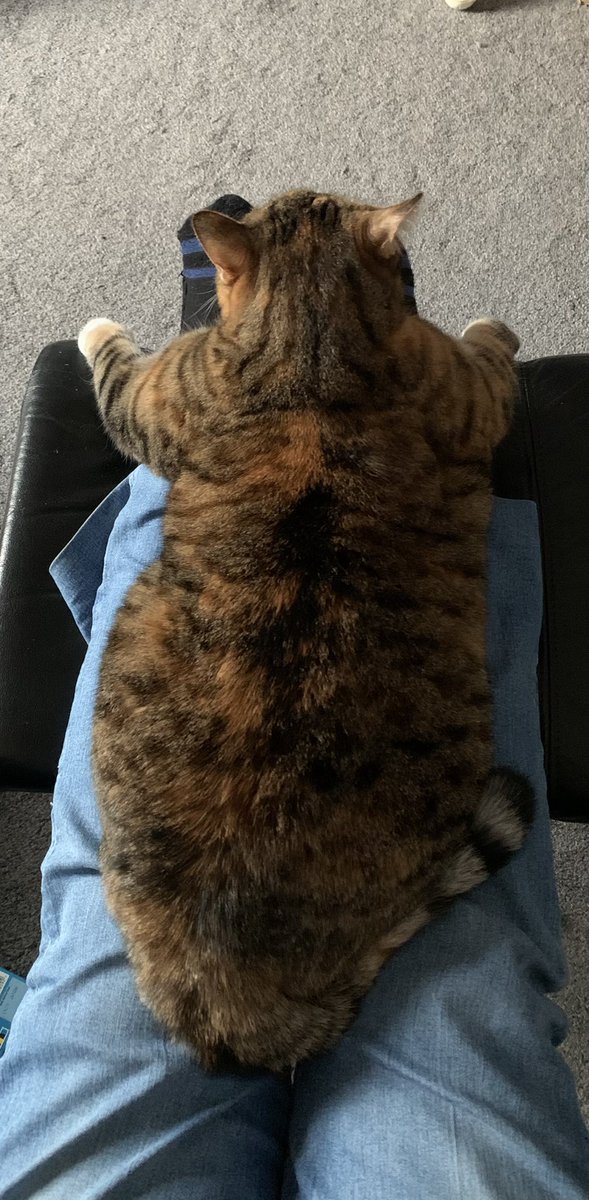 eaeunson's tweet photo. @Phil_Sledge Fruitbat just chilling on my legs. She’s around 6kg so I’m not quite as comfy as she is. https://t.co/dAqabOKo3s