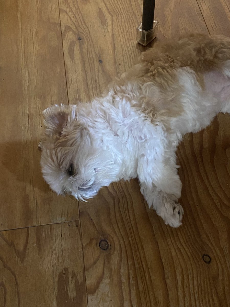 名犬おすし号＆名父さん on X