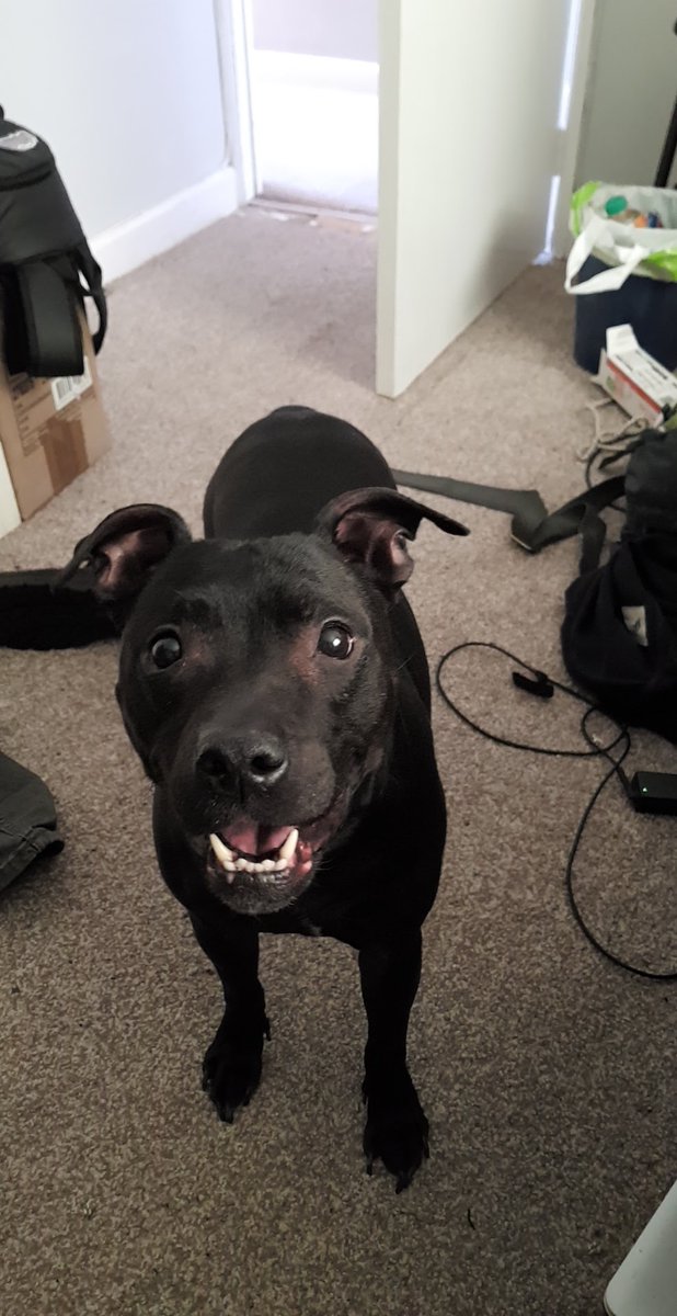 Sleep well Bacon Ears ❤️‍🩹🌈