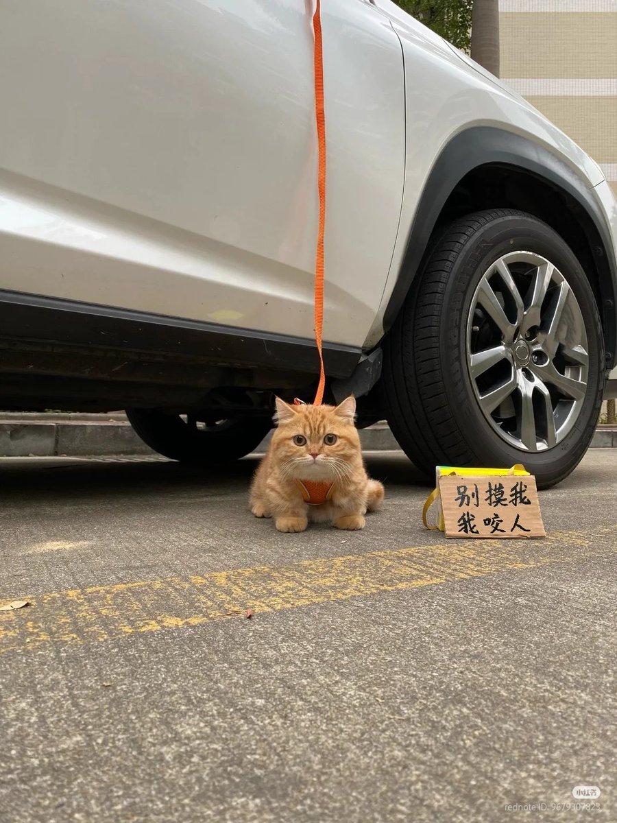 No Context Cats on X