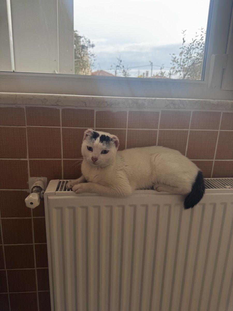 kulakları kökünden kuyruğu yarısından itibaren kesilmiş 6-7 aylık bir dişi kedi buldum. 
Büyü manyaklığı aldı başını gidiyor 
çok sevecen ve savunmasız, artık yaşamasın böyle şeyler istiyorum
yuva arıyorum, paylaşır mısınız?
istanbul