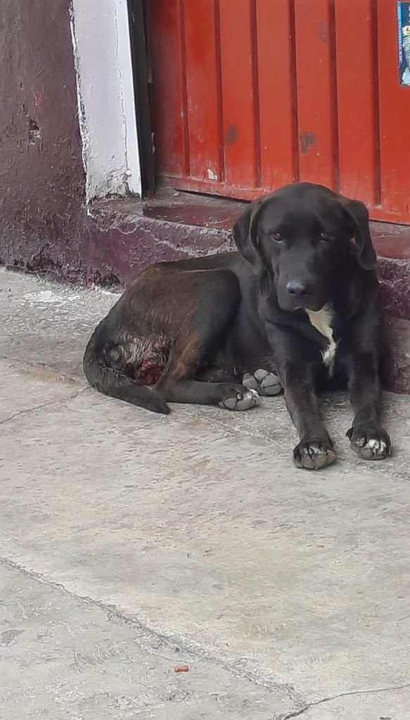 HELA_MORE's tweet image. Ella es Dakota,la rescatamos en septiembre del 2024,llevaba semanas en la calle desangrándose por un tumor enorme que tenía y nadie la ayudaba.💔

Hoy ya está sana y con muchas ganas de conseguir un hogar.🏡 

Es muy tímida porque en la calle era golpeada por mucha gente…