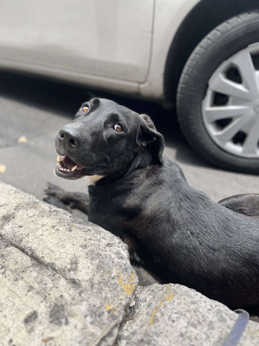 HELA_MORE's tweet image. Ella es Dakota,la rescatamos en septiembre del 2024,llevaba semanas en la calle desangrándose por un tumor enorme que tenía y nadie la ayudaba.💔

Hoy ya está sana y con muchas ganas de conseguir un hogar.🏡 

Es muy tímida porque en la calle era golpeada por mucha gente…