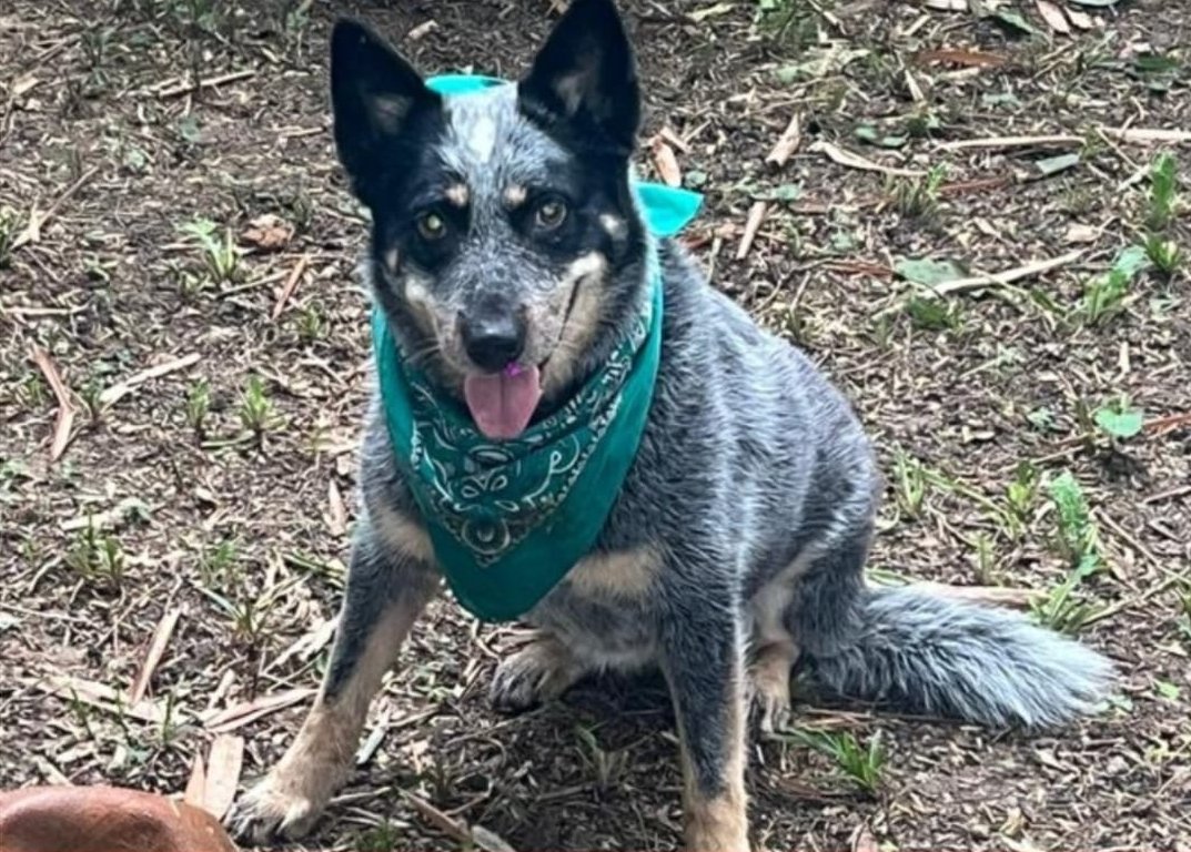 xevtfm's tweet photo. 🔴 #AlertaPerruna | Buscan a #Nalha 🐾 fue vista por última vez el pasado 10 de noviembre en la zona de Dos Montes en #Villahermosa, #Tabasco 📍
Ayúdala a regresar a casa
iInformes con sus dueños al 📲 5664644960 🐶 https://t.co/yqwXvjX75F