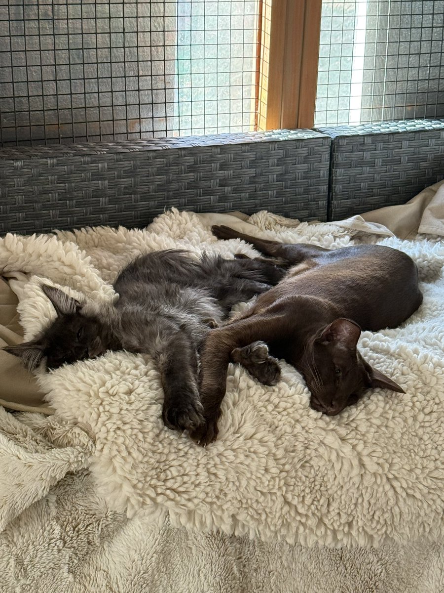 Best friends furever.😻