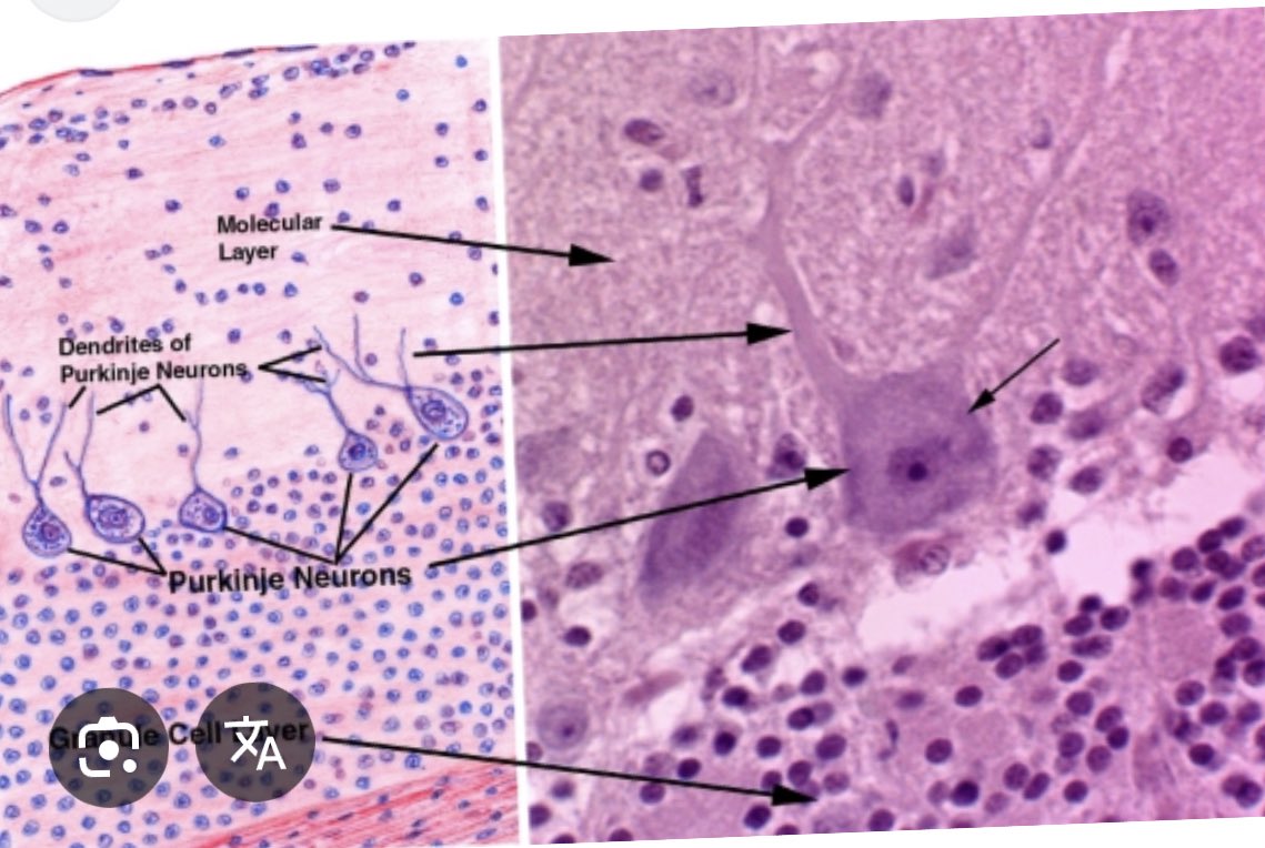 di otak gue ini lucu banget