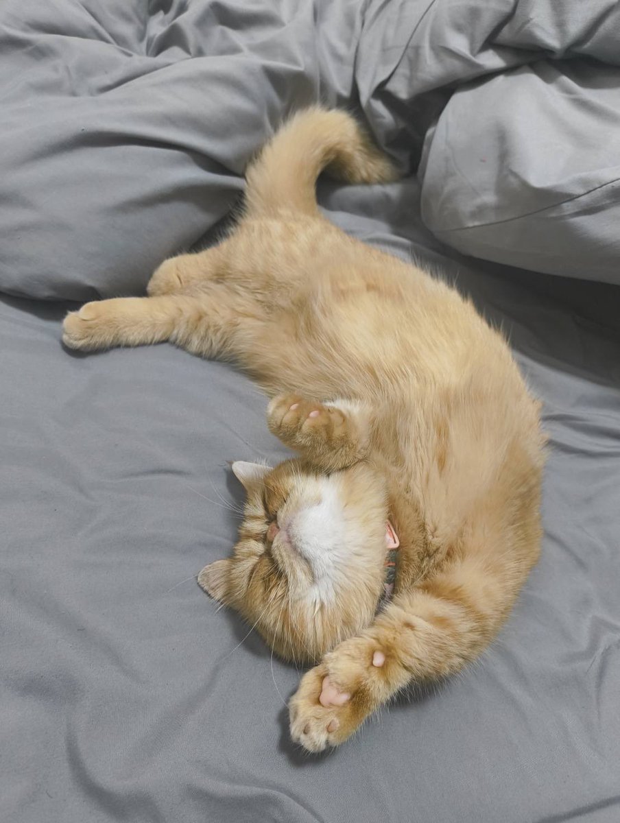 K Λ K T U S カ ク タ ス (@kaktus_jp) on Twitter photo 