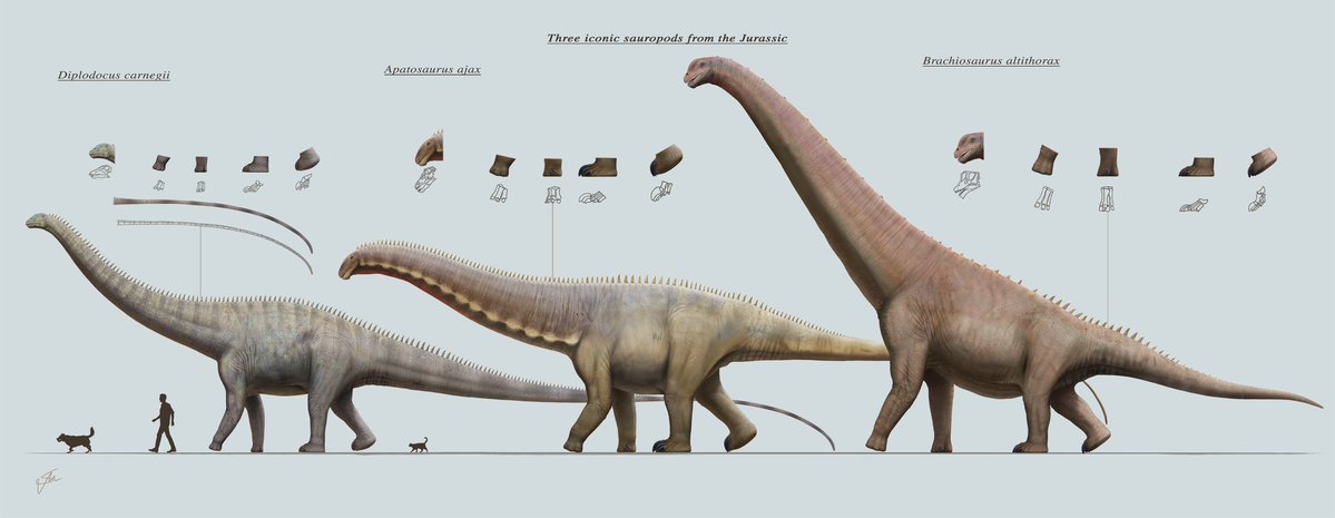 saulilustrador's tweet image. &quot;Tres saurópodos icónicos del Jurásico&quot;. Diplodocus carnegii, Apatosaurus ajax y Brachiosaurus altithorax. Trío de titanes 🦕
Tamaño del trabajo: 75,4 × 194,5 cm
redbubble.com/es/people/pale…

#paleoart #illustration #drawing #digitalart #digitalpainting #dinosaur #dinosaurs #art #arte