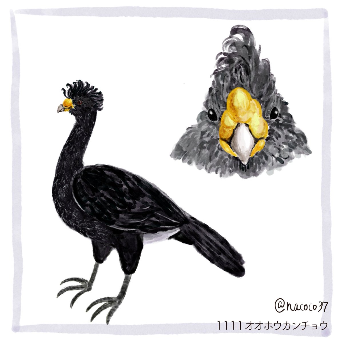 nacoco37's tweet photo. 11月11日
82日目（version3）
オオホウカンチョウ
こいつ桃太郎の仲間になりそうなフォルムしとるなと思ったら、キジ目だから、大雑把に見て仲間と言っても過言ではない。
大鳳冠鳥という大層、めでたそうで高貴そうな漢字の鳥です。
#イラスト #illustration
#オオホウカンチョウ #craxrubra https://t.co/BI4swLYeXo