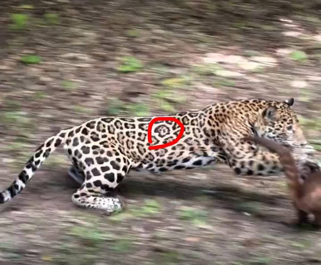 Kirghisz's tweet photo. 🔴 #FAUNA | UN FANTASMA MANCHADO A VELOCIDAD LUZ | El pasado viernes en pleno corazón guatemalteco de ese tesoro maya que es el Parque Nacional Tikal, un jaguar apareció de la nada y se llevó puesto a un coatí que comía junto a unos turistas, y que lograron grabarlo en vídeo. Menos de 5 segundos duró el lance. Fue visto y no visto, y de una eficacia inigualable. El vídeo se hizo viral. Ahora, el fotógrafo de Naturaleza Esdras García ha identificado al animal. Se trataría de una hembra apodada Andrea, que en los últimos meses ha aparecido en múltiples ocasiones sorprendiendo, tanto a los empleados del parque como a los propios visitantes. Es toda un bellezón la gata, que en realidad pertenece a la comunidad forestal de Petén, colindante con el Parque Nacional, y que es el hábitat más grande y mejor conservado de jaguares de toda Guatemala. Si estos felinos se adentran en Tikal a cazar pequeños mamíferos, no es por deforestación, falta de territorio ni nada por el estilo, sino porque los turistas dan de comer a los coatíes y, los jaguares, han aprendido que mientras andan entretenidos y confiados gracias a los humanos, pues son una presa fácil que llevarse a la boca.