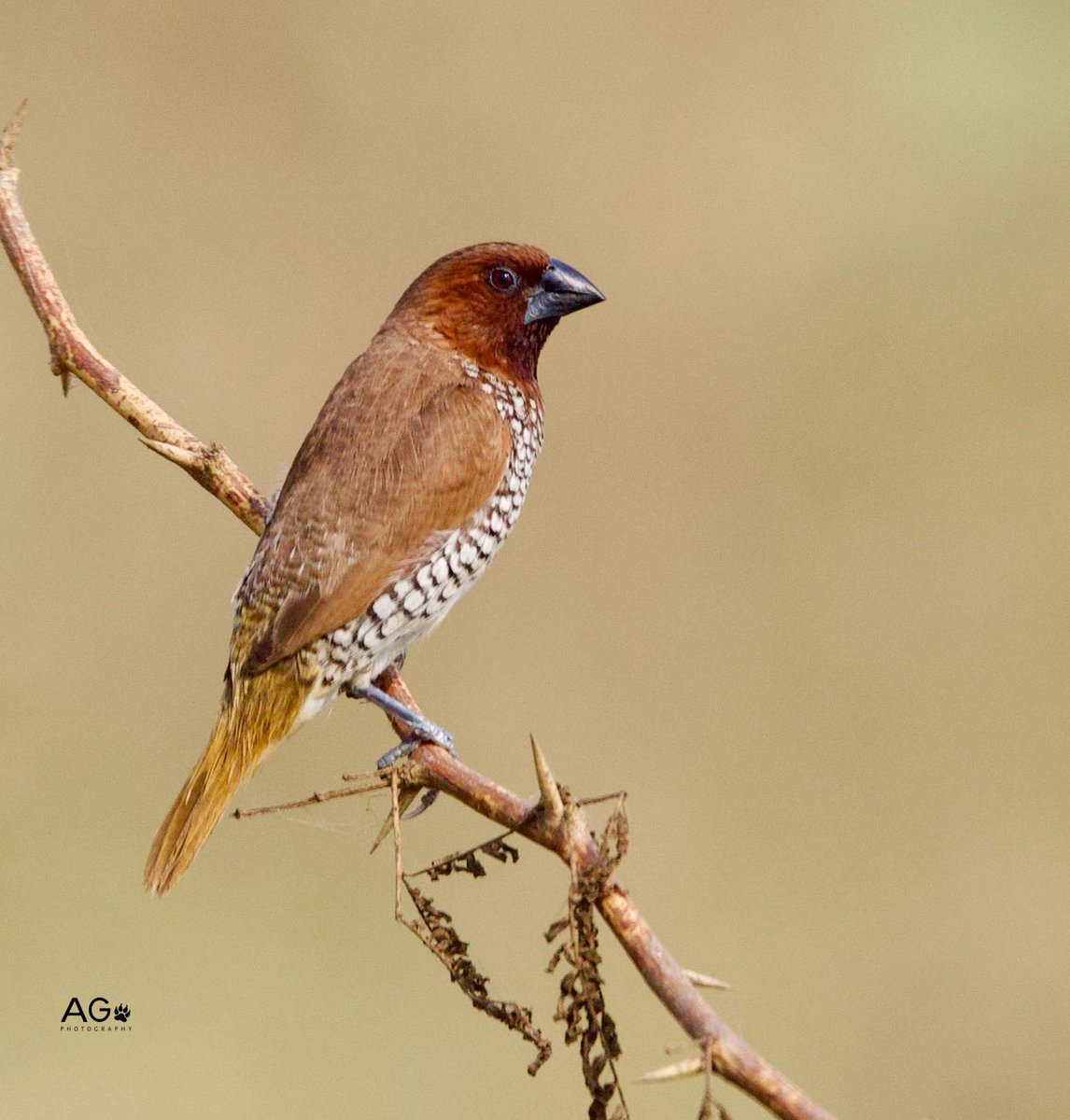 anilgandass9's tweet image. Scaly-breasted munia  -gurugram Haryana  #birdsofinstagram #birdwatching #haryana #insta #instagram #facebook #rescue #wildlife #reel #short #लडेगे_तो_बचेगे