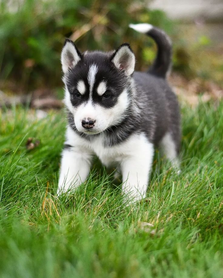 Ai4Pets's tweet photo. 🐺 Majestic Spirit of the Siberian Husky! #SiberianHusky ❄️ #HuskyLife 🐾 #SnowDog 🏔️
#BlueEyedBeauty 💙 #HuskyLove ❤️ #WolfLike 🐺
#AdventureCompanion 🌍 #FluffyFriend 🐶
#HuskyWorld 🌌 #DogLovers 🐾 https://t.co/TtsjrNmQHu