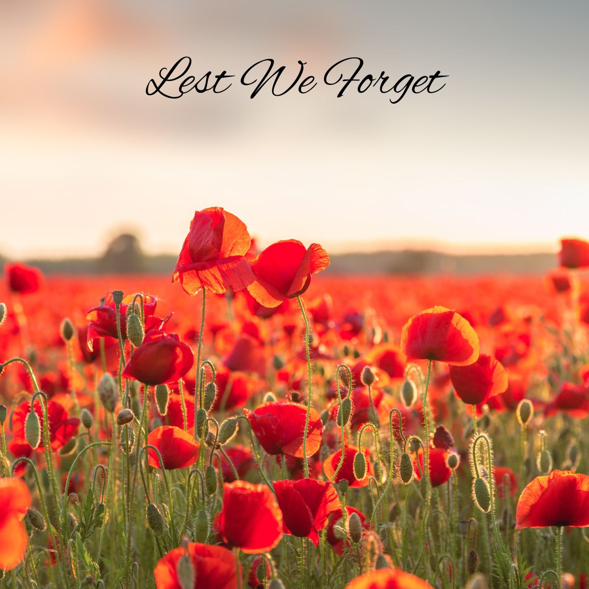 TransPower_'s tweet photo. Today, we pause to honour the bravery and sacrifice of those who served. Lest we forget. 

#RemembranceDay #LestWeForget https://t.co/PixPh7eRTv